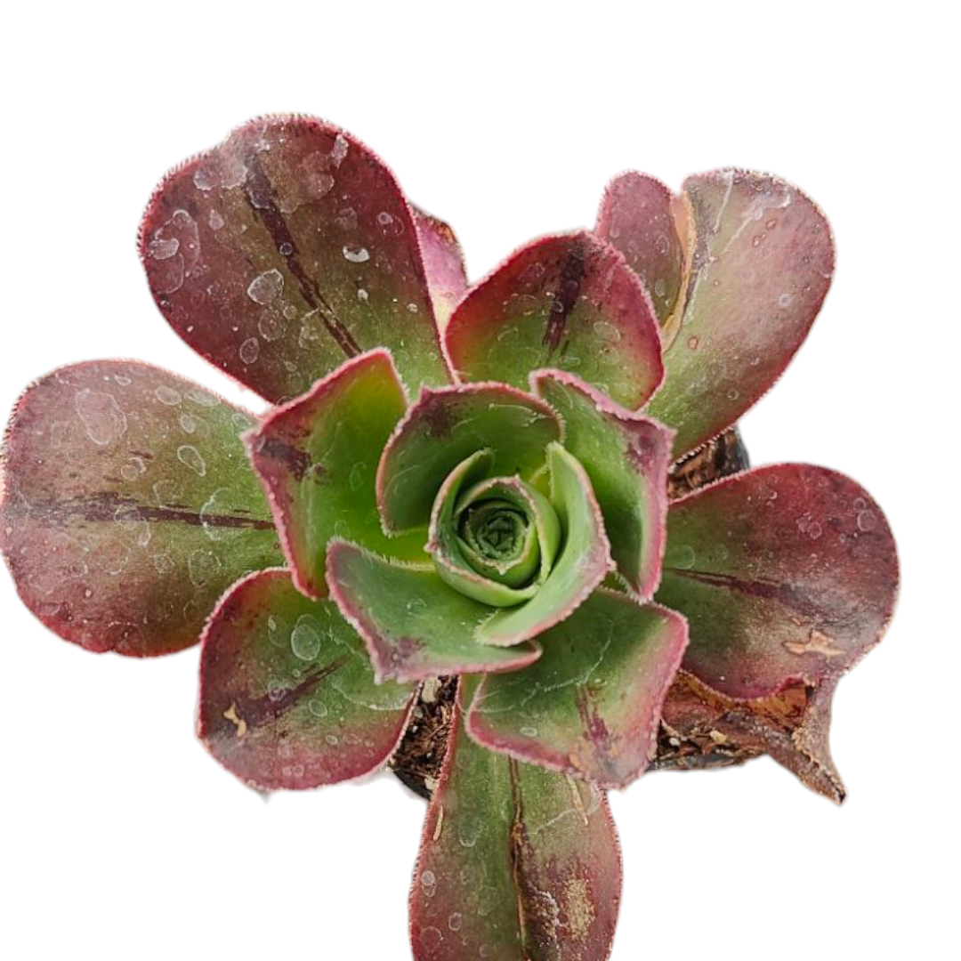 Aeonium Akafuji 'Red Fuji'