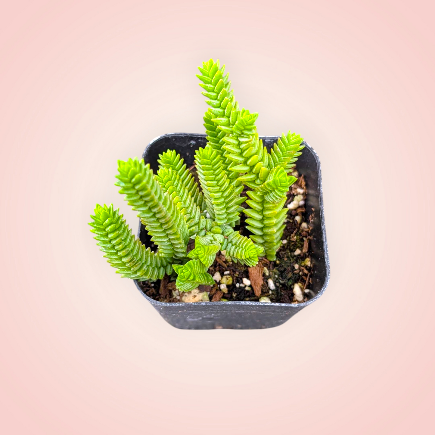 Crassula imperialis 'Giant Watch Chain'