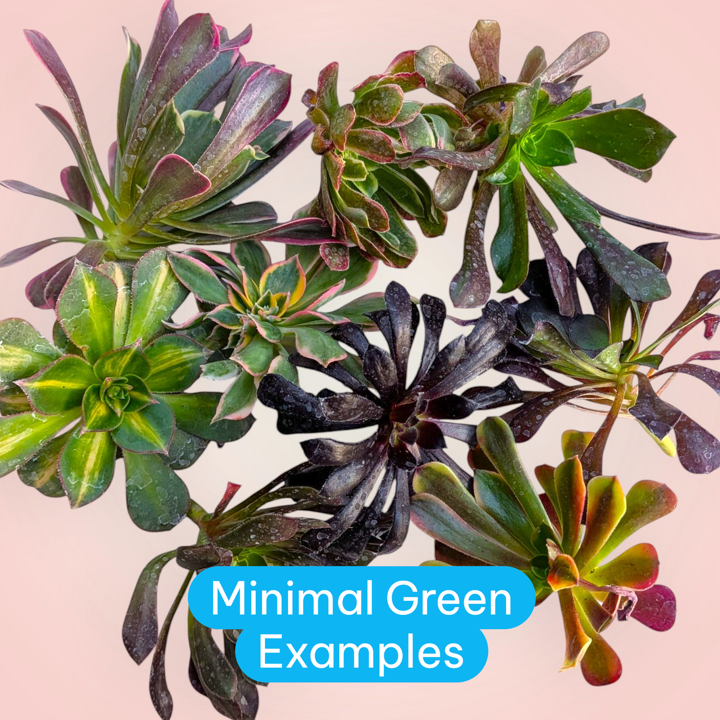 Aeonium Variety Pack