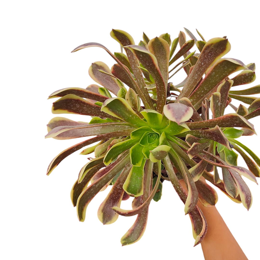 Aeonium O'Carrie
