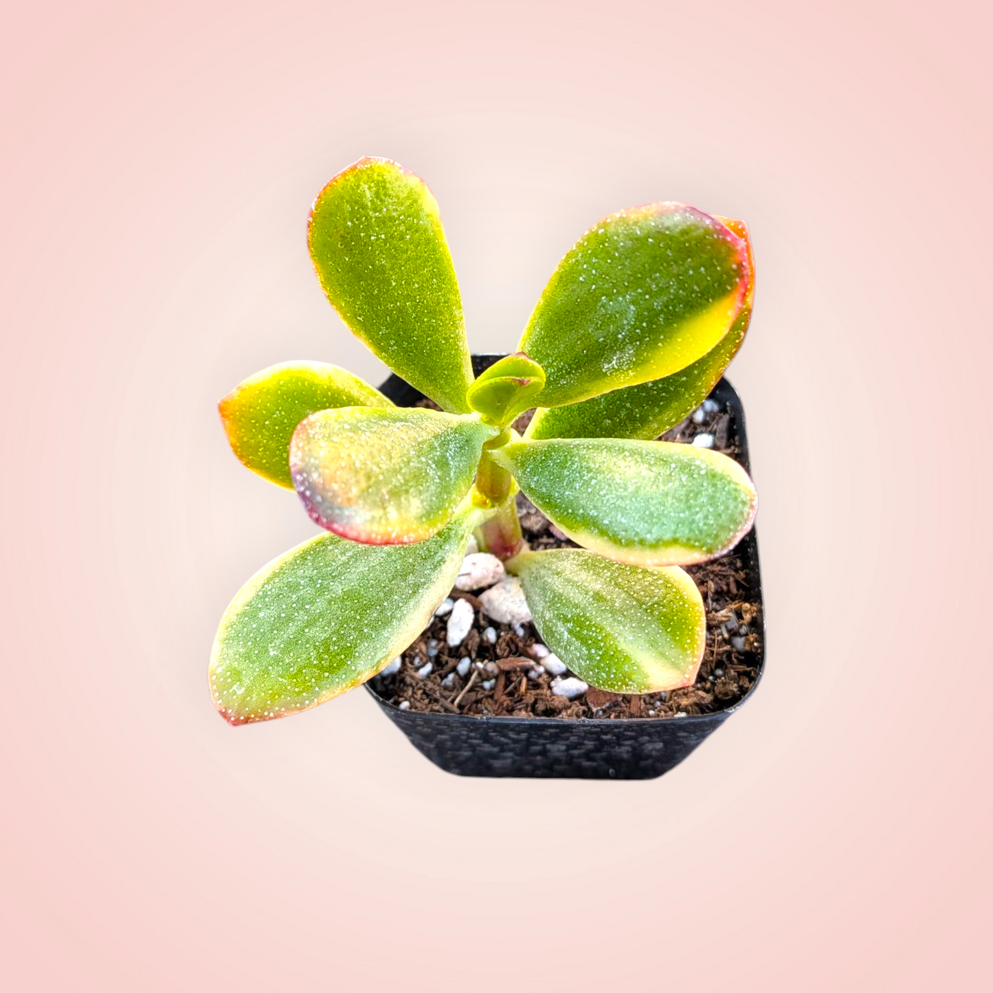 Crassula ovata 'Lemon and Lime' Variegated Jade