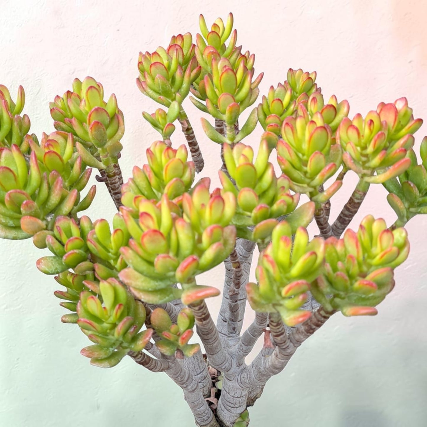 Crassula ovata Variegated 'ET's Fingers' Jade