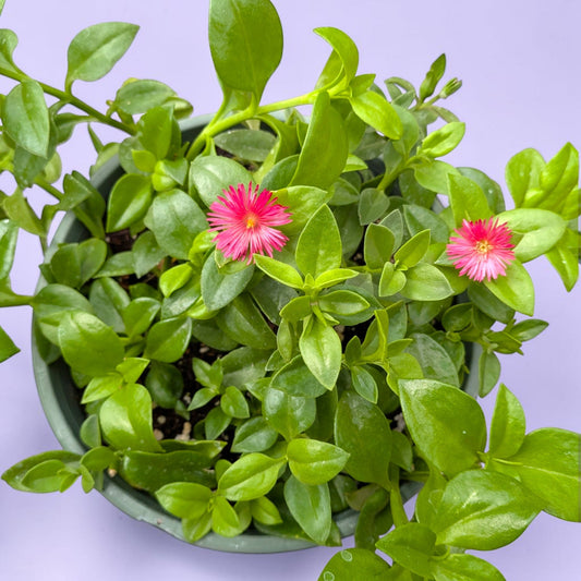 Aptenia cordifolia Baby Sun Rose Plant