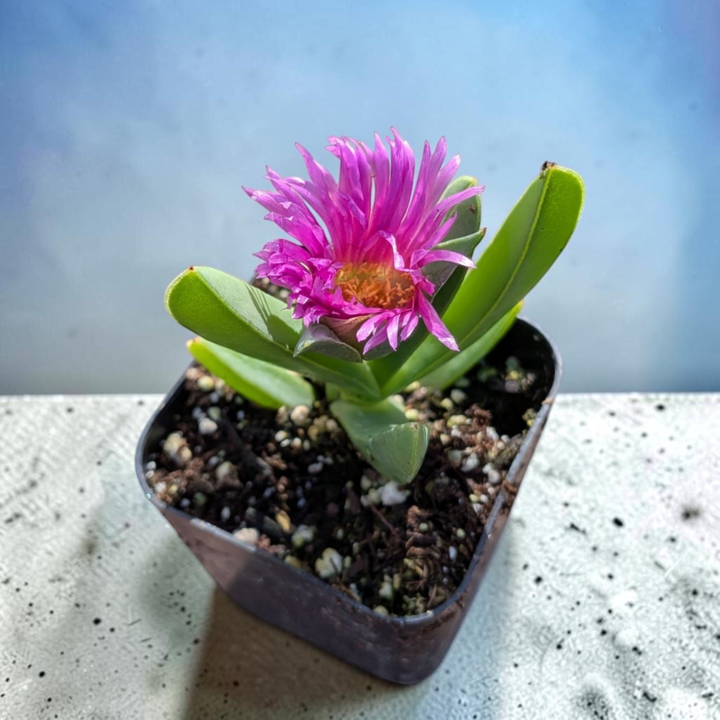 Carpobrotus edulis Hottentot Fig Ice Plant