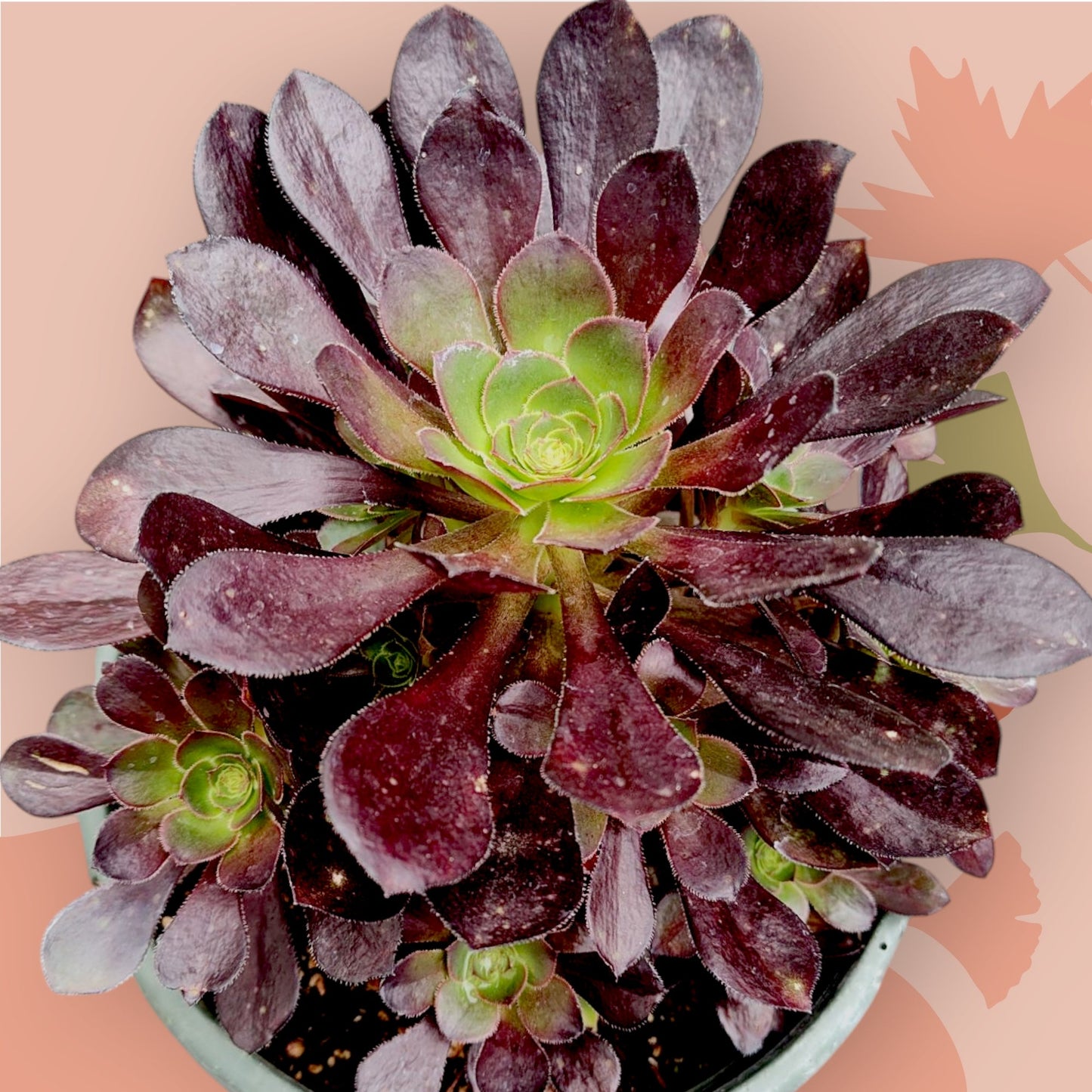 Aeonium 'Voodoo' - Giant Red Aeonium