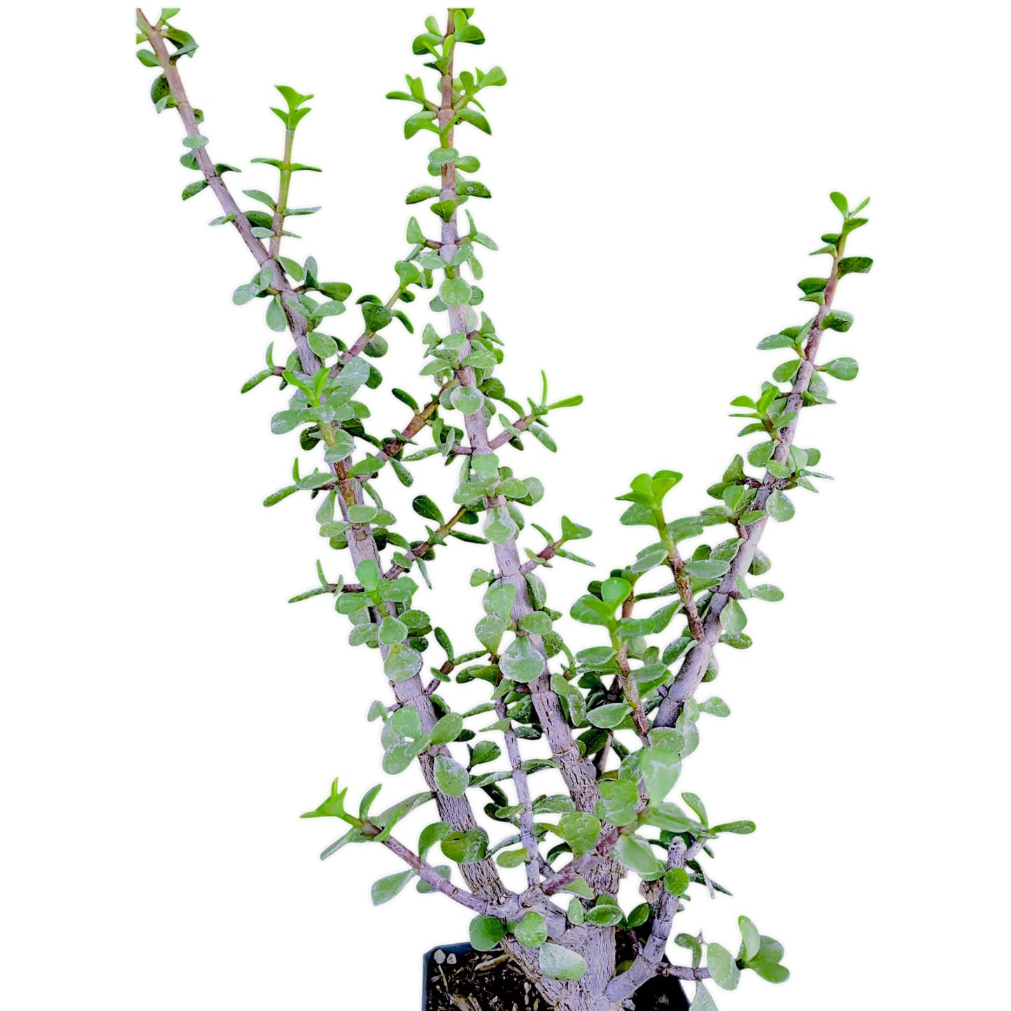 Portulacaria afra 'Elephant Bush'