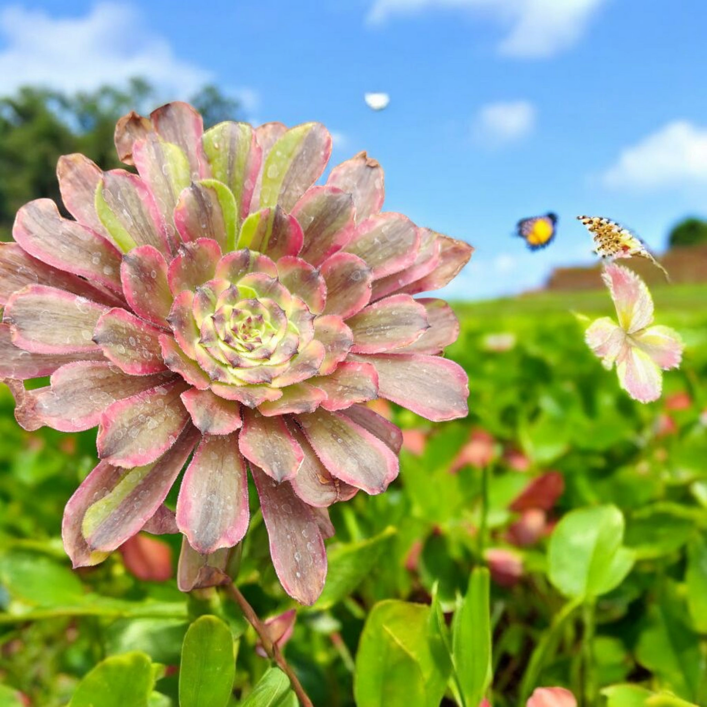 Aeonium Fendai