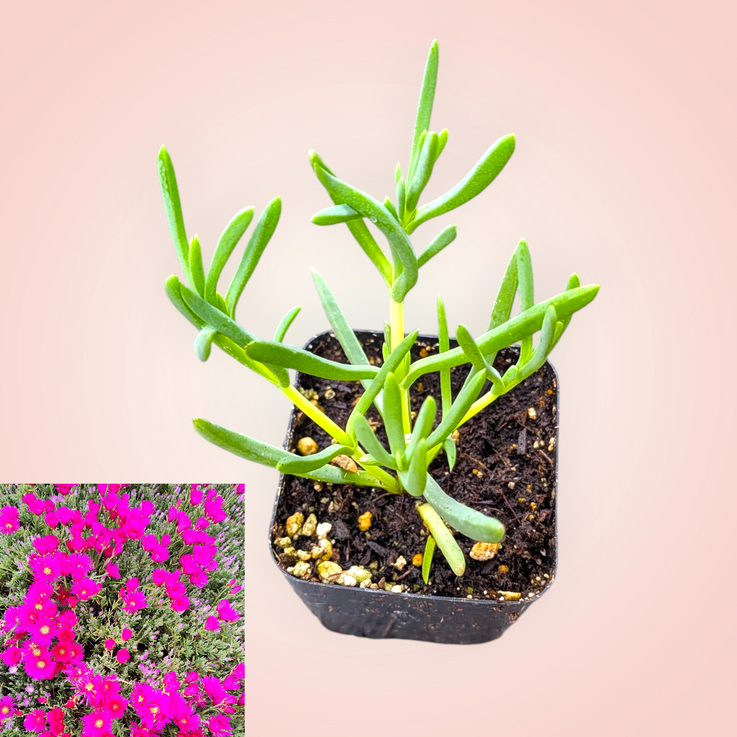 Mesembryanthemum Hot Pink - Pigface, Iceplant