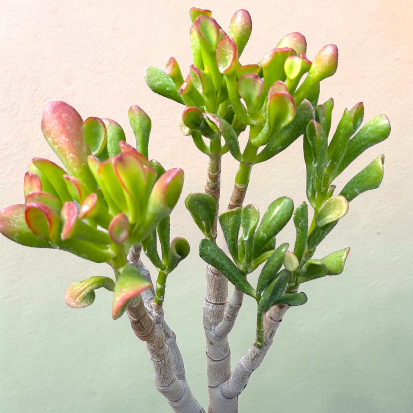 Crassula ovata Variegated 'ET's Fingers' Jade