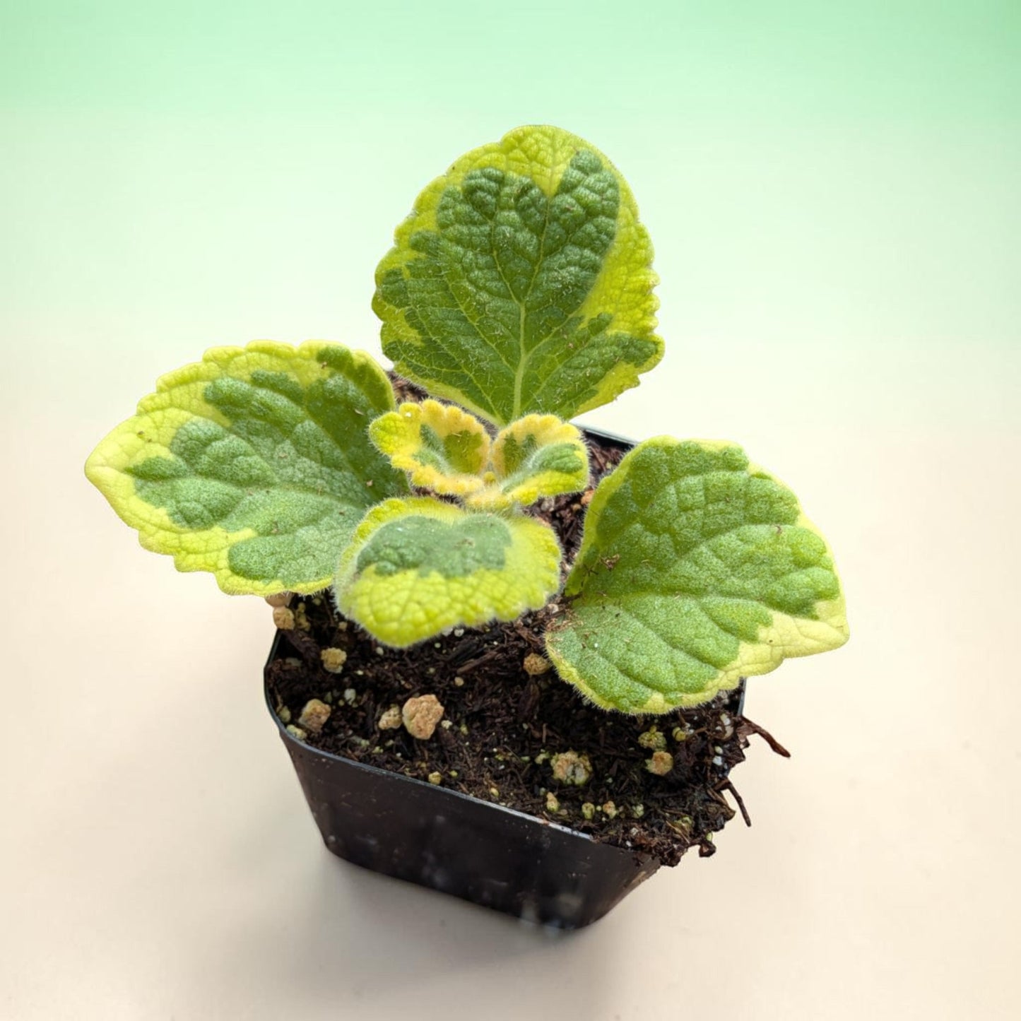 Plectranthus 'Lemon Twist' Variegated - Portuguese Oregano