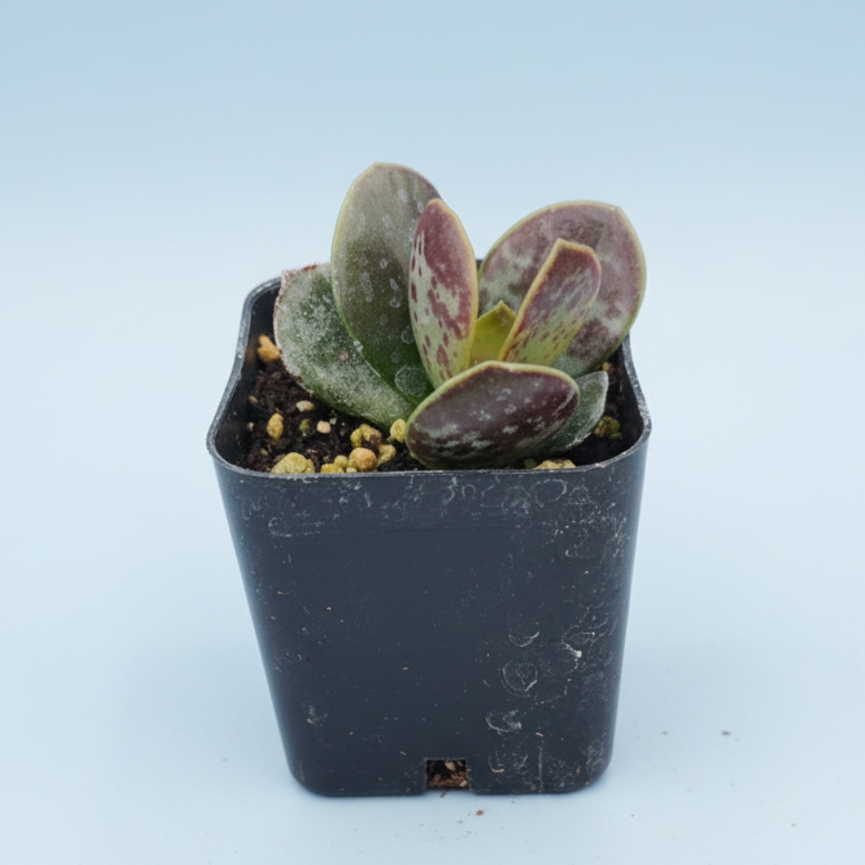 Adromischus trigynus 'Calico Hearts'