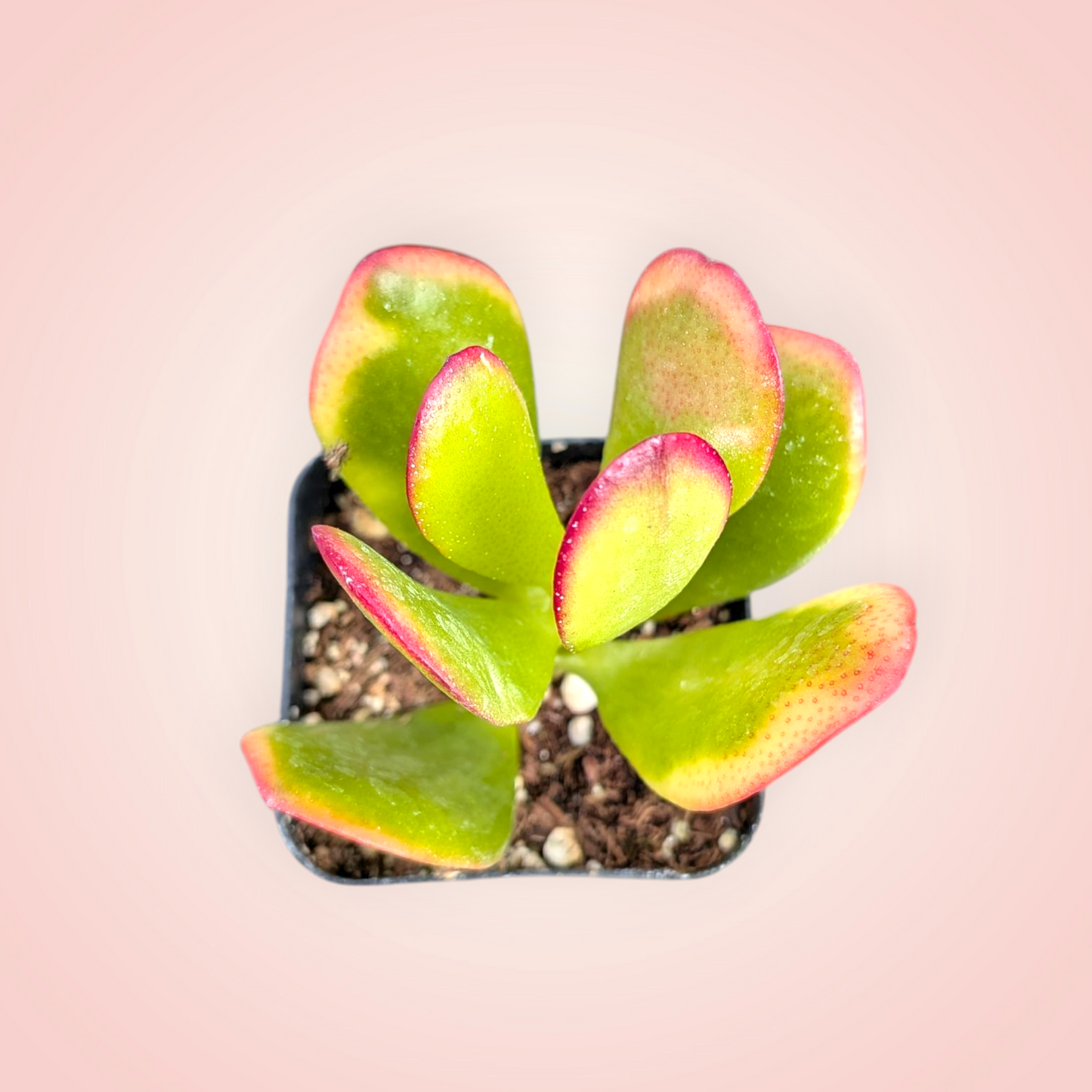 Crassula ovata 'Hummel's Sunset' Golden Jade Variegated
