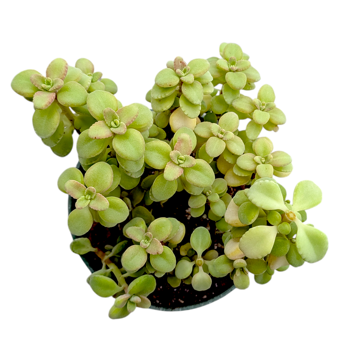 Plectranthus socotranus